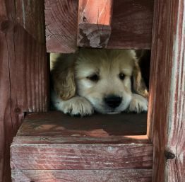 Golden Retriever Puppy Peeking--The Joy of Goldens