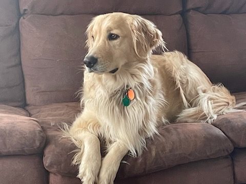 Indigo (Indie)--Golden Retriever Dam --Mama--The Joy of Goldens