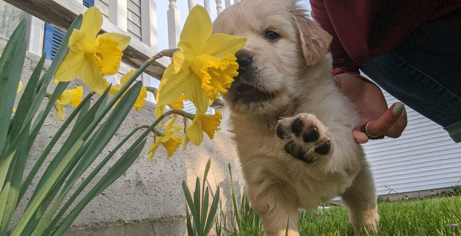 Golden Retriever Puppy with flower--the Joy of Goldens Golden Retriever Puppy with flower--the Joy of Goldens
